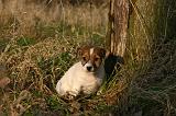 JACK RUSSEL 368